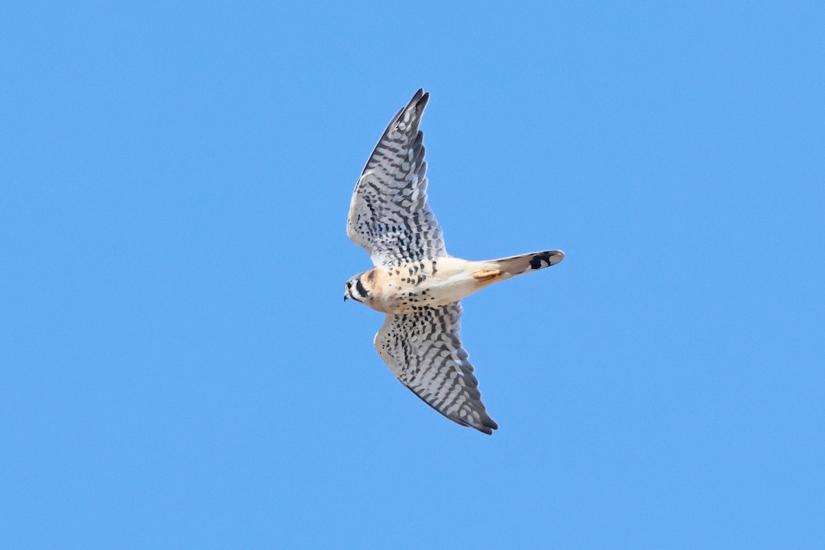 American Kestrel - ML642297555