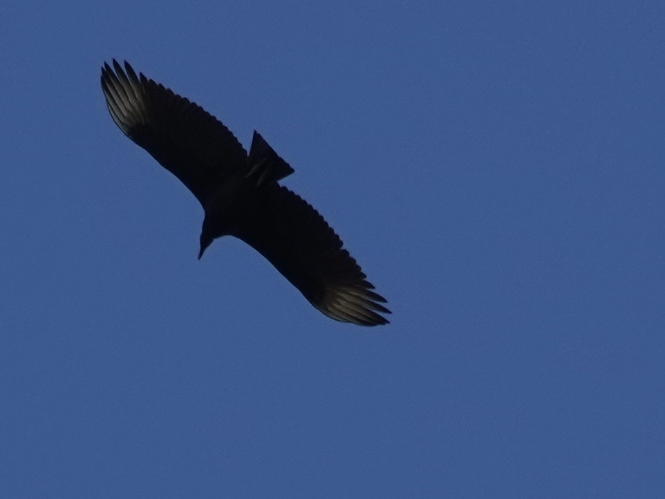 Karga Akbabası - ML642297563