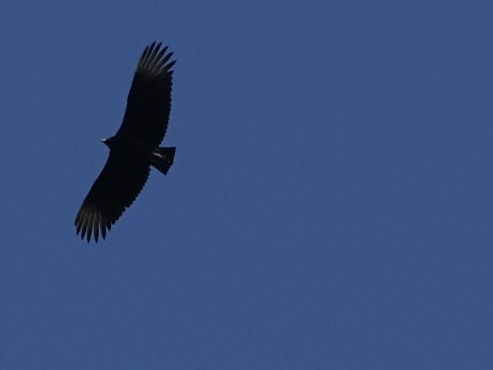 Karga Akbabası - ML642297564