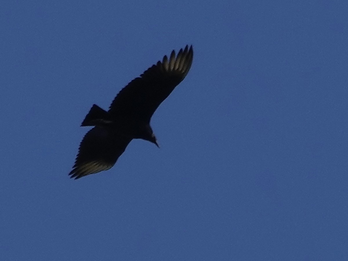 Karga Akbabası - ML642297566