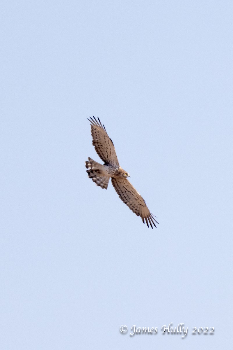 Short-toed Snake-Eagle - ML642297568