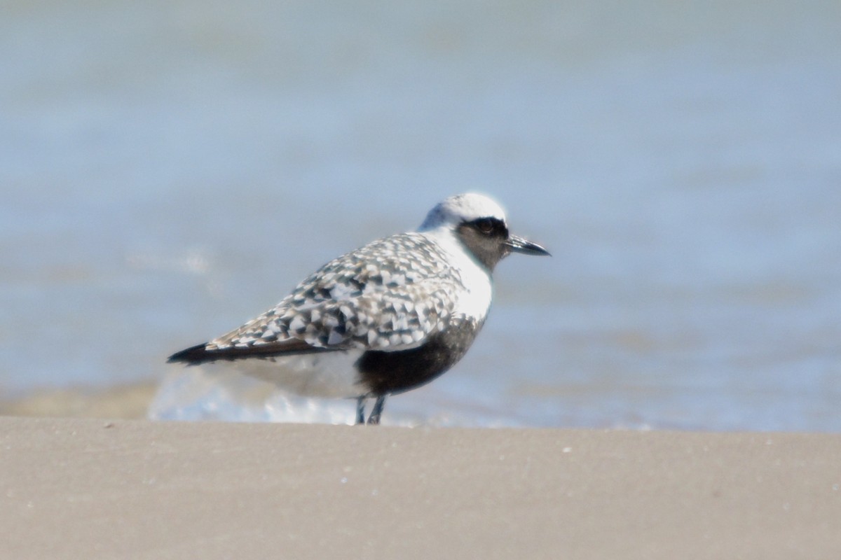 Black-bellied Plover - ML642297569