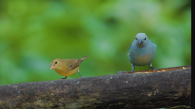 Crimson-breasted Finch - ML642297574