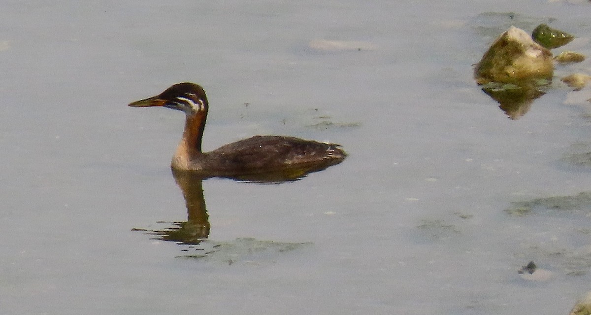 Red-necked Grebe - ML642297575