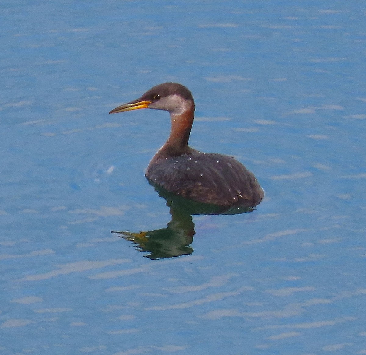 Red-necked Grebe - ML642297576