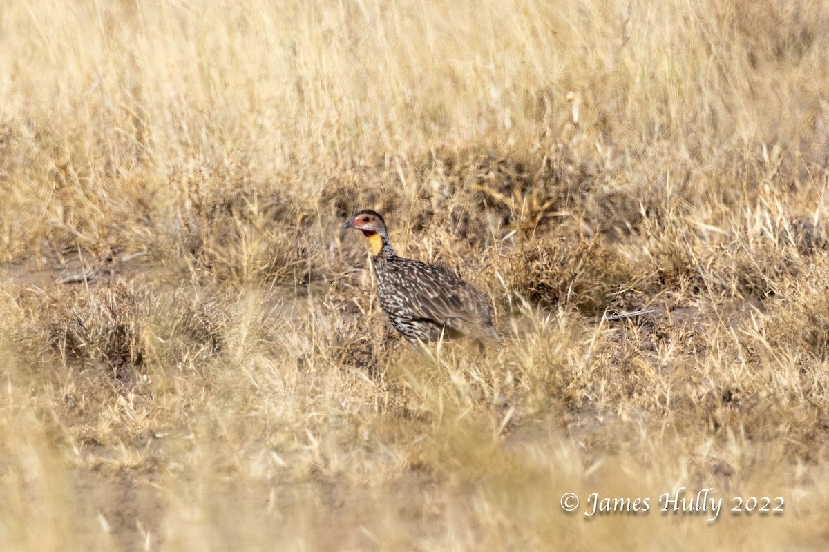 Yellow-necked Spurfowl - ML642297581