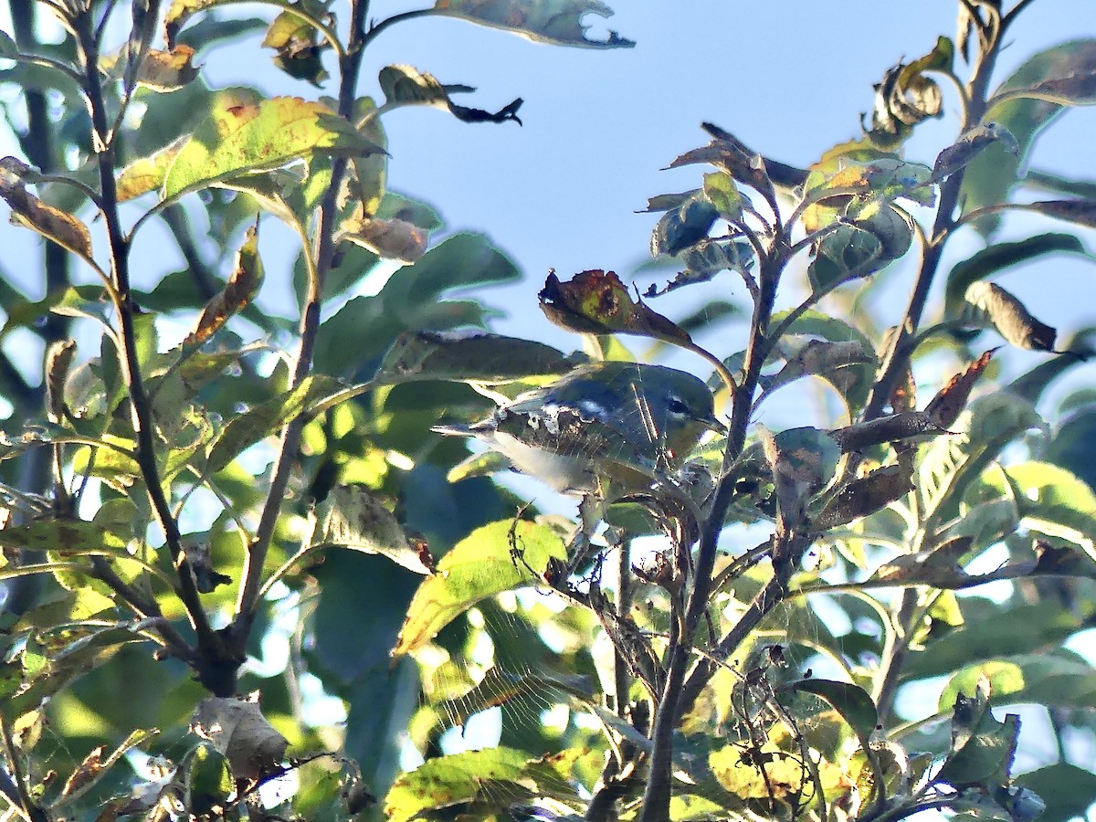 Northern Parula - ML642297585
