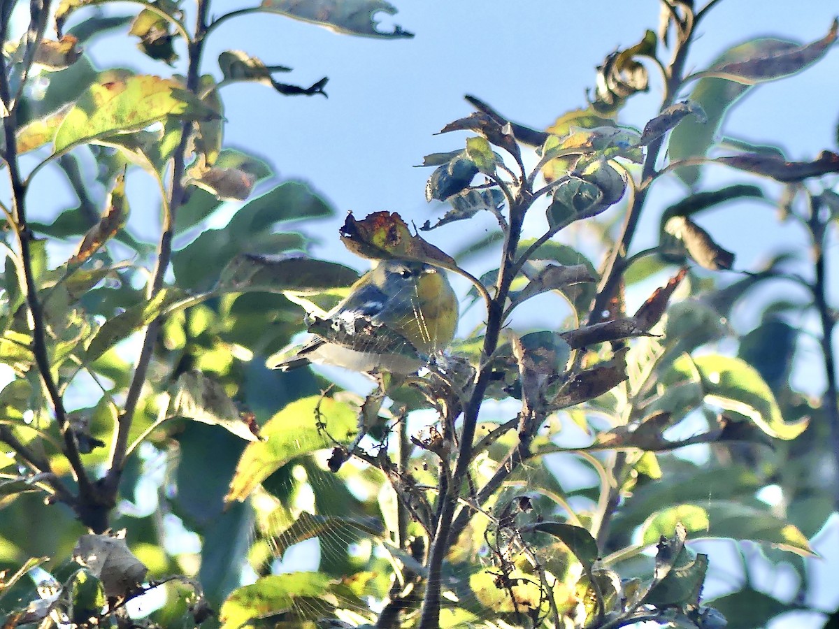 Northern Parula - ML642297586
