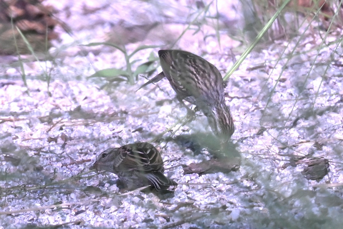 Chipping Sparrow - ML642297587