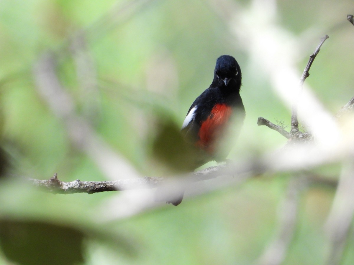 Painted Redstart - ML642297588