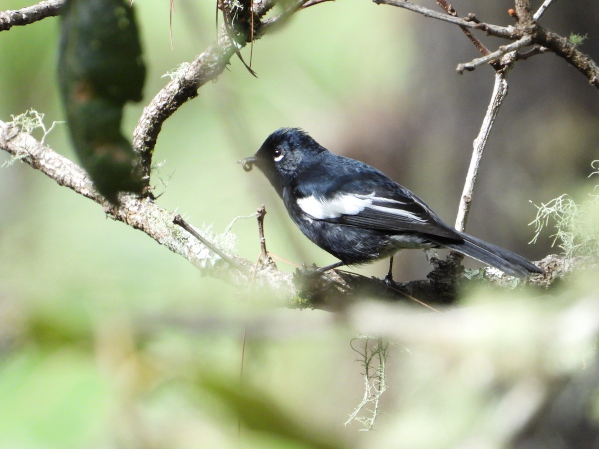 Painted Redstart - ML642297589