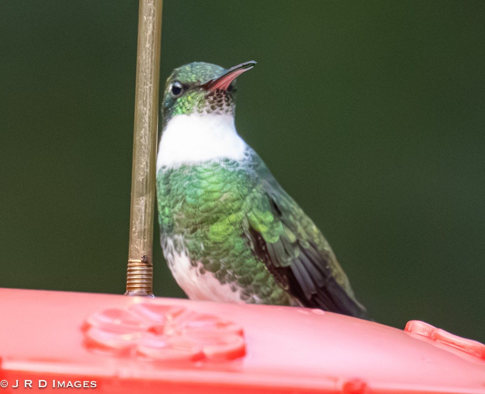 White-throated Hummingbird - ML642297591