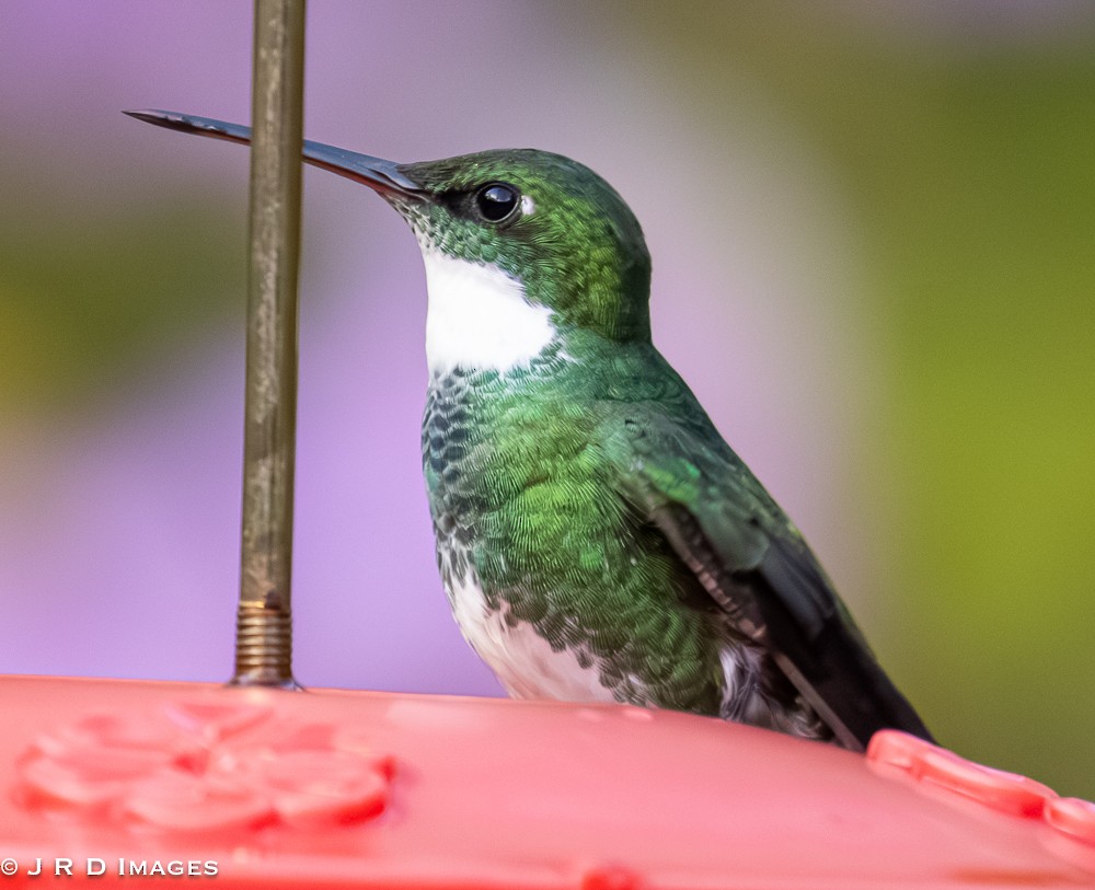 White-throated Hummingbird - ML642297592