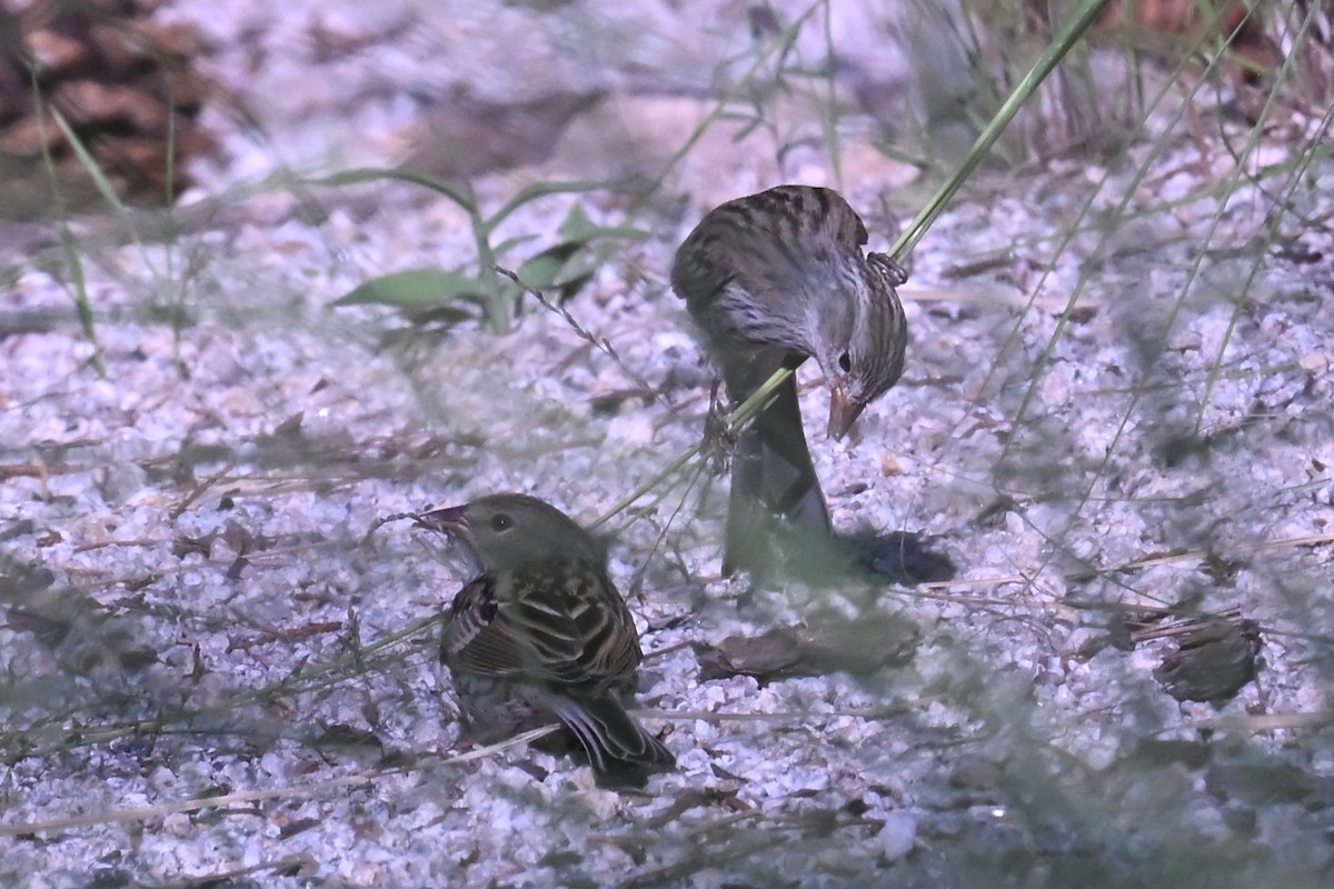 Chipping Sparrow - ML642297593