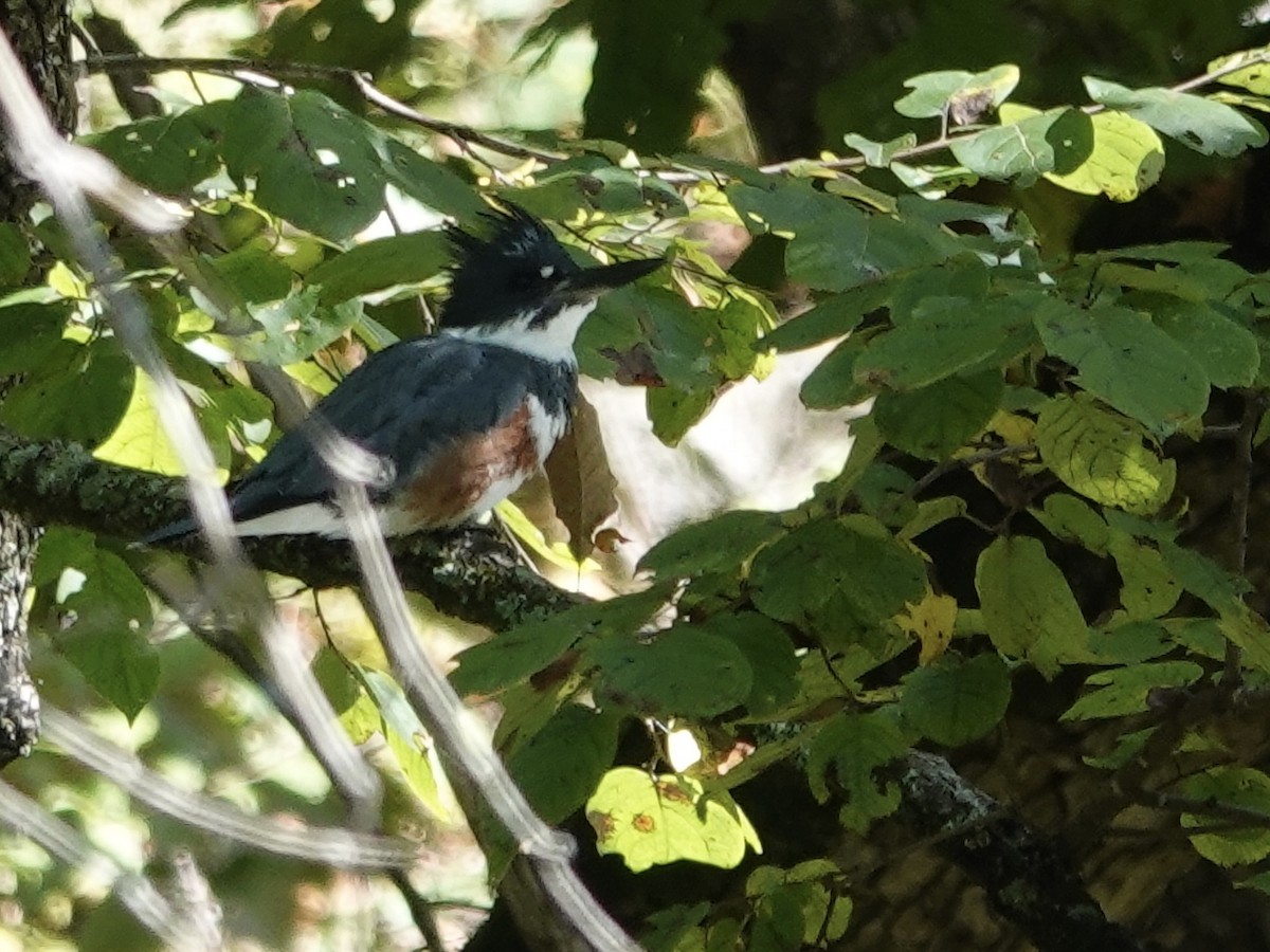 Belted Kingfisher - ML642297596