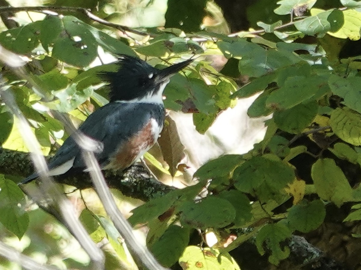 Belted Kingfisher - ML642297597