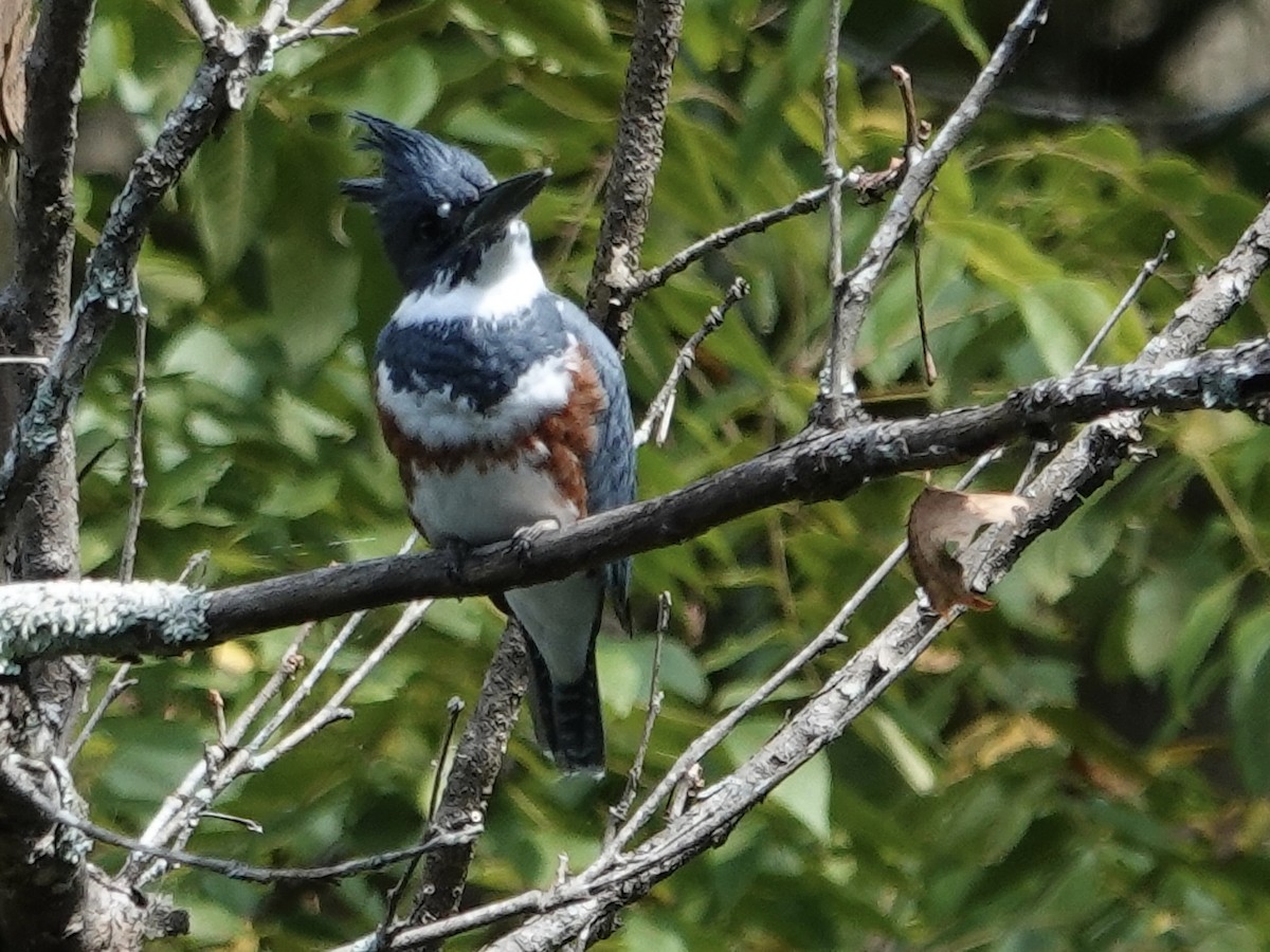 Belted Kingfisher - ML642297599