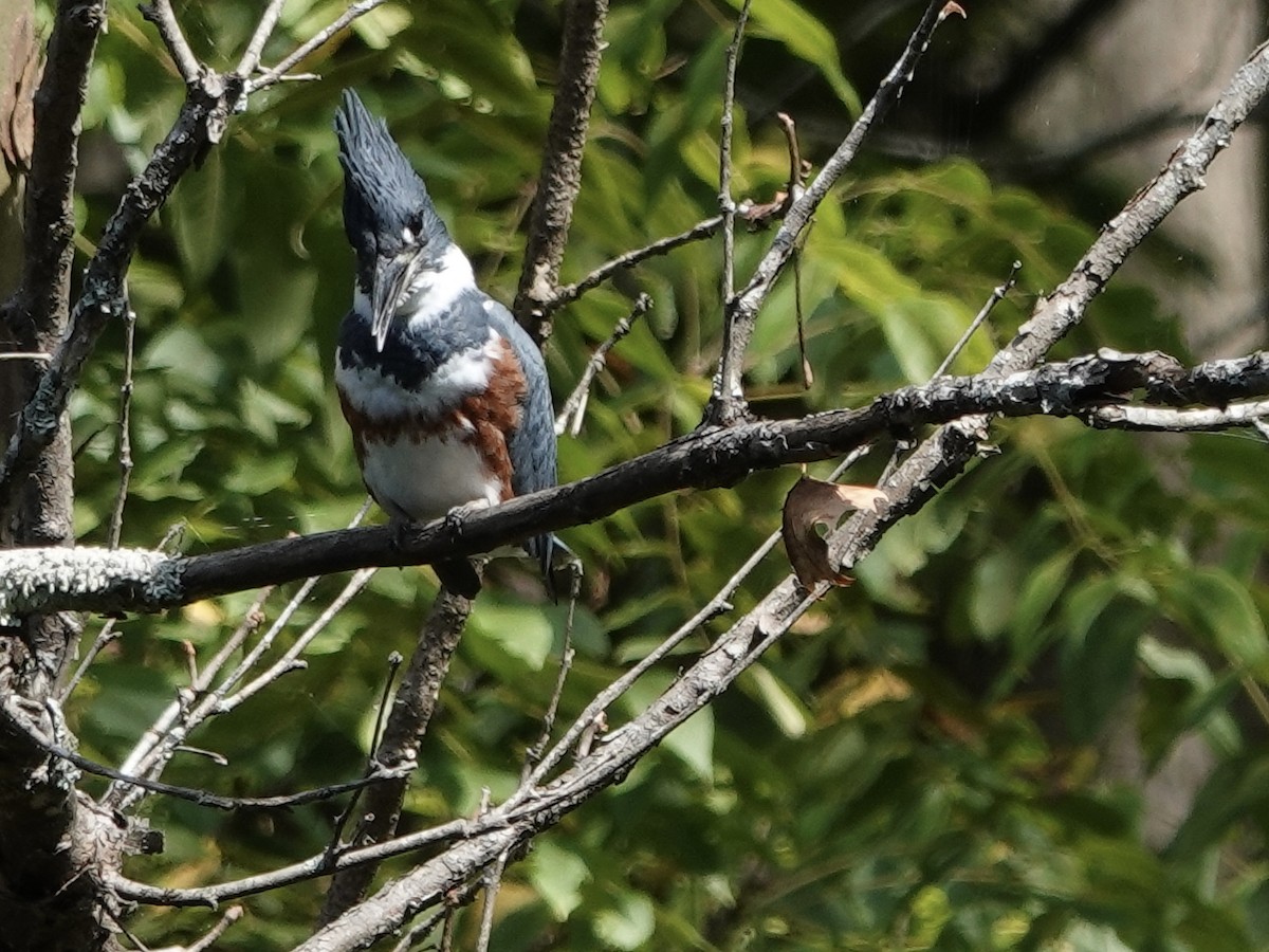 Belted Kingfisher - ML642297600
