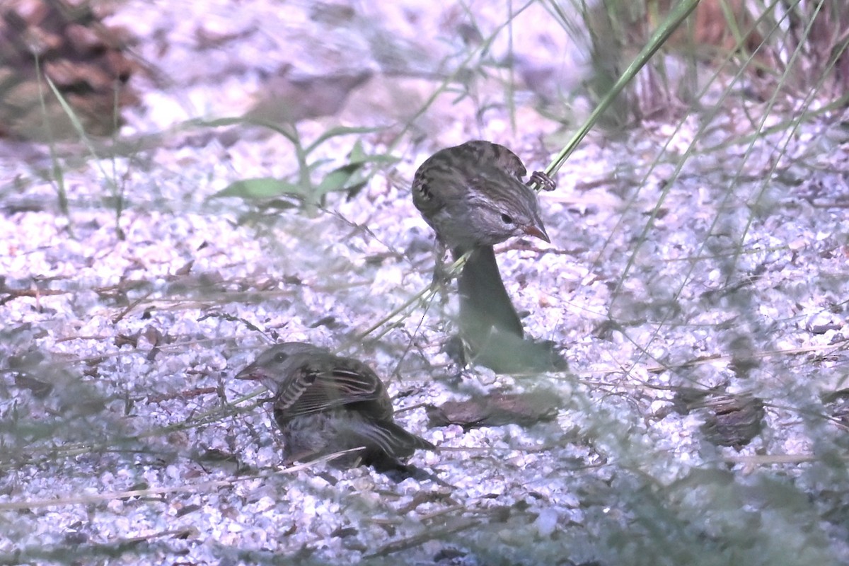 Chipping Sparrow - ML642297601