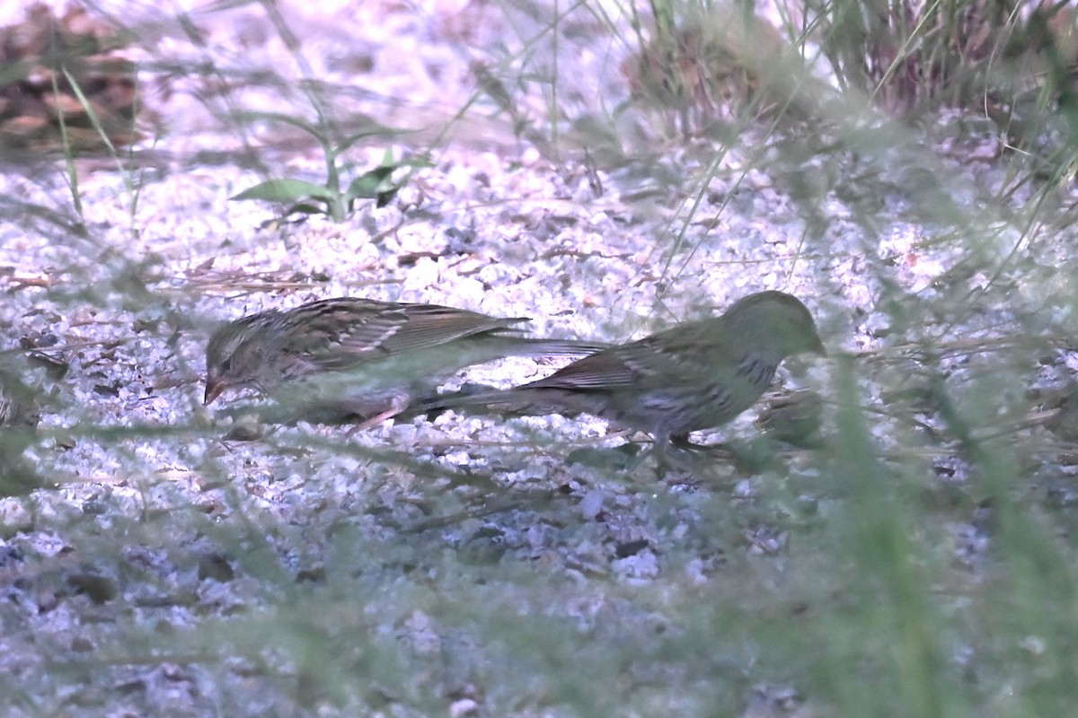 Chipping Sparrow - ML642297602