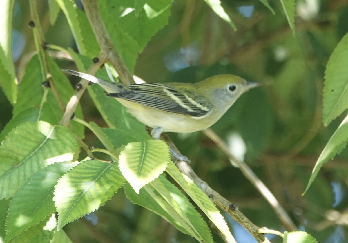 Chestnut-sided Warbler - ML642297603