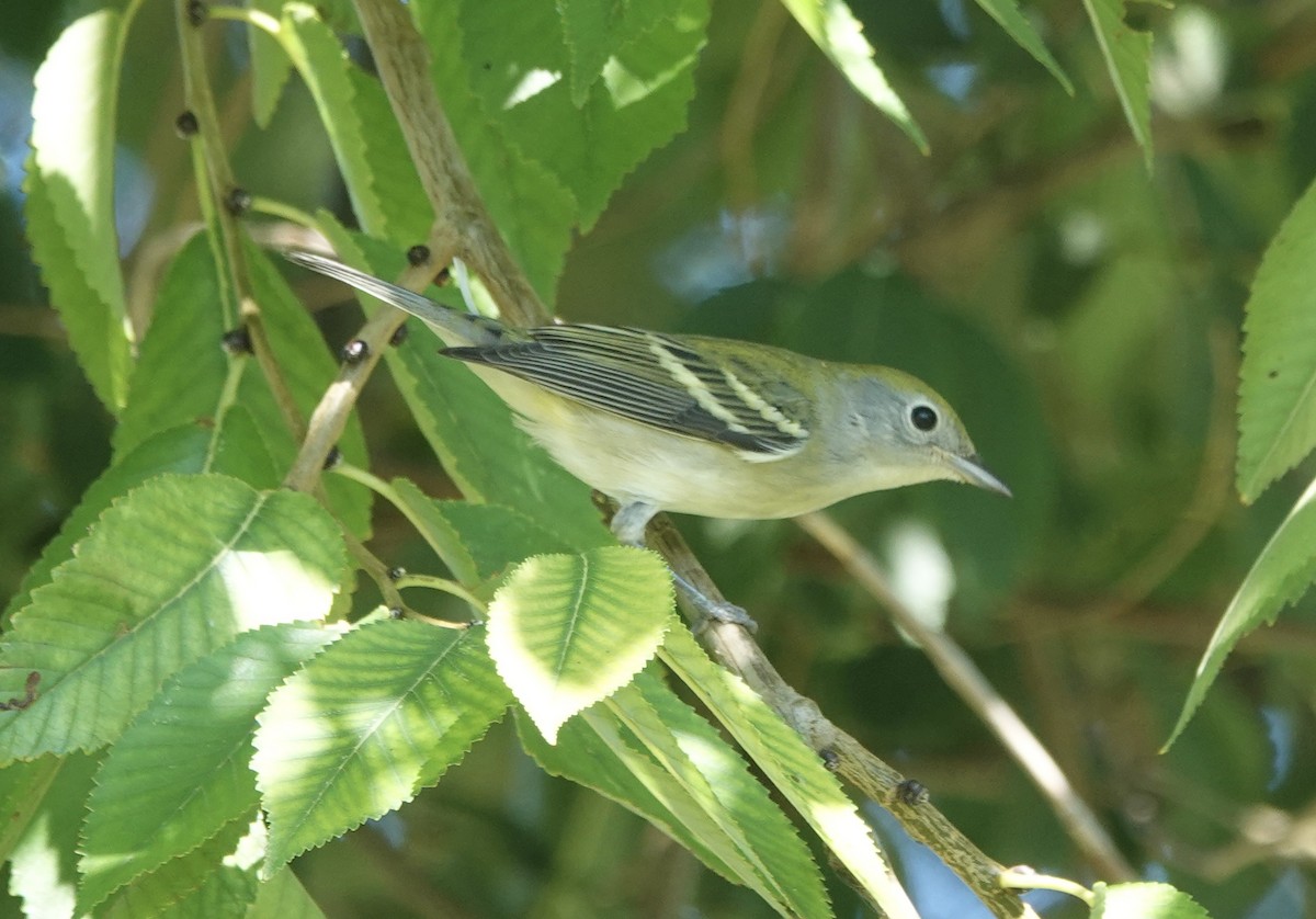 Chestnut-sided Warbler - ML642297604