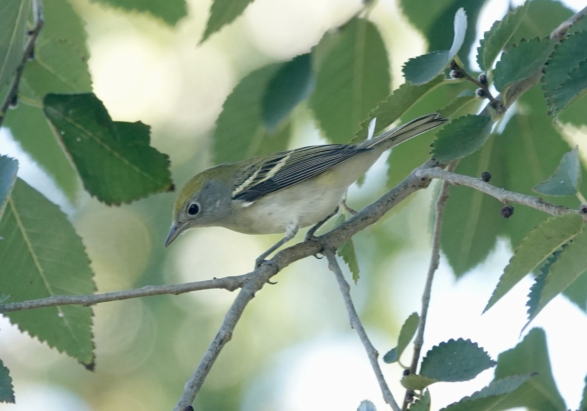 Chestnut-sided Warbler - ML642297605
