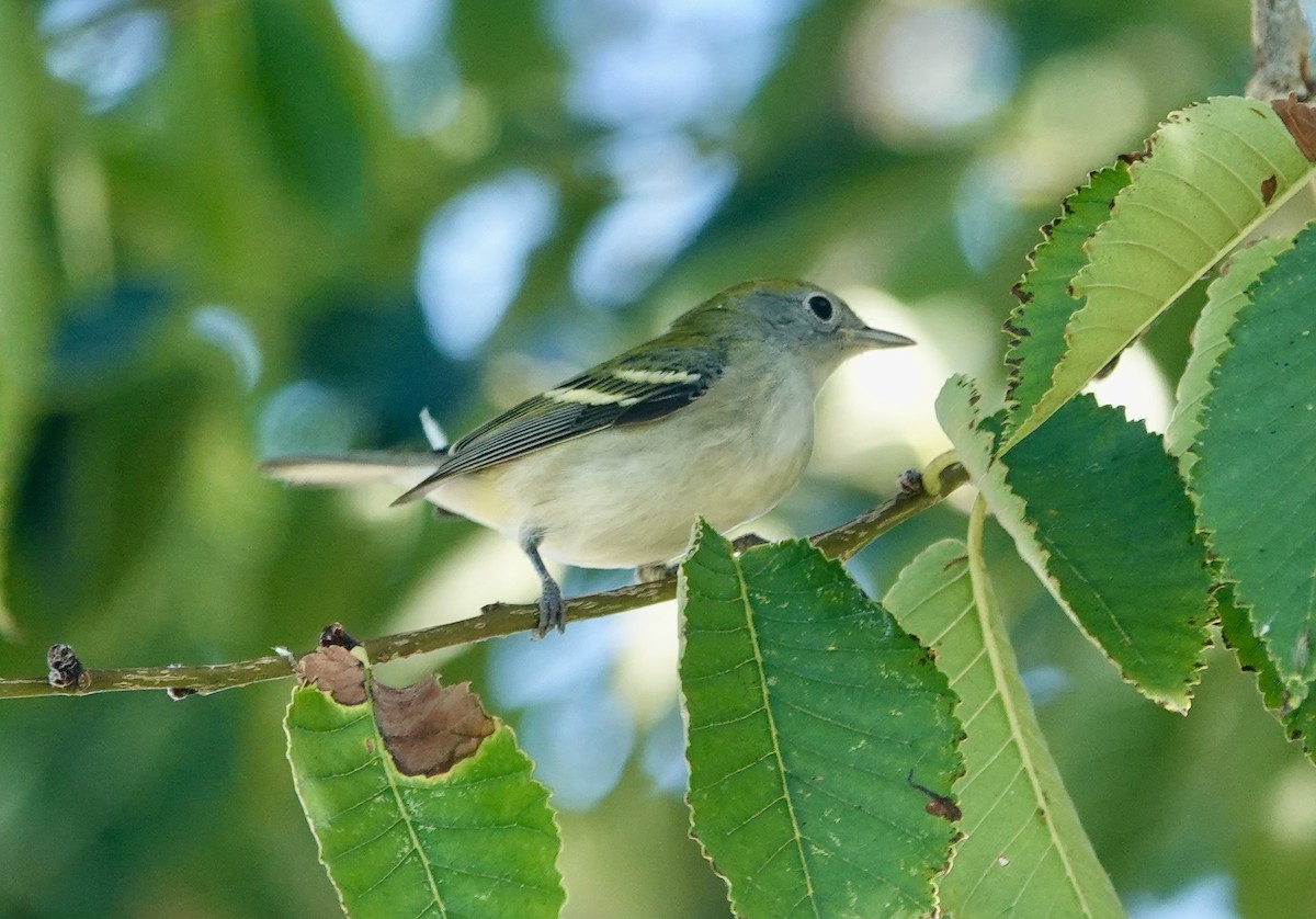 Chestnut-sided Warbler - ML642297606