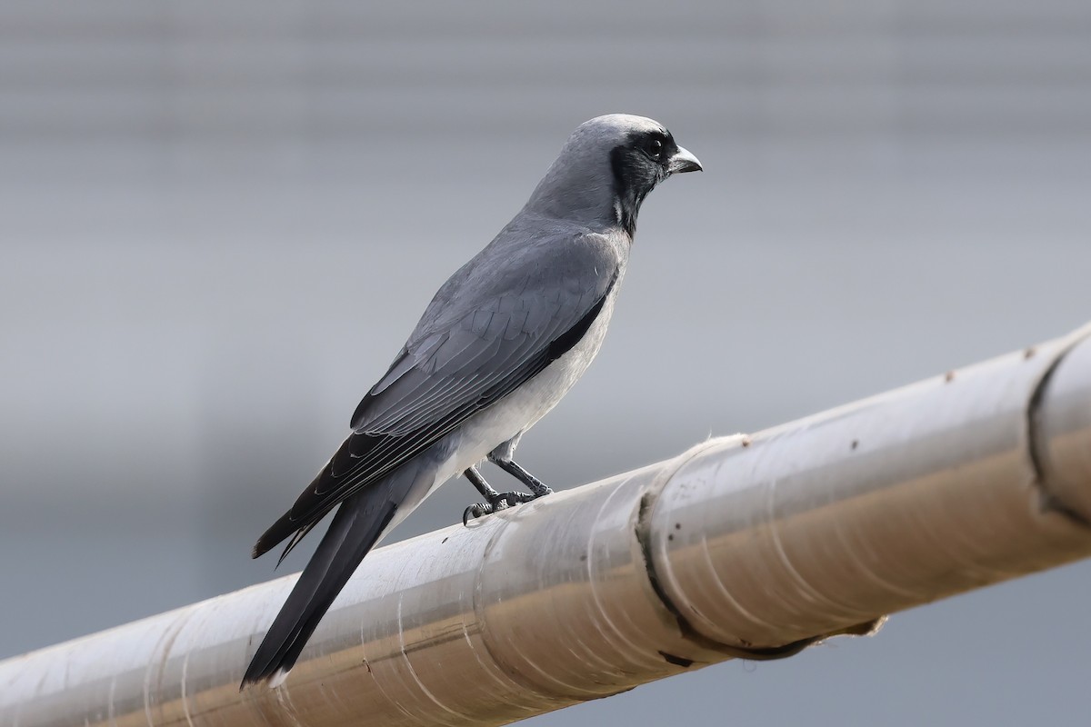 Black-faced Cuckooshrike - ML642297608