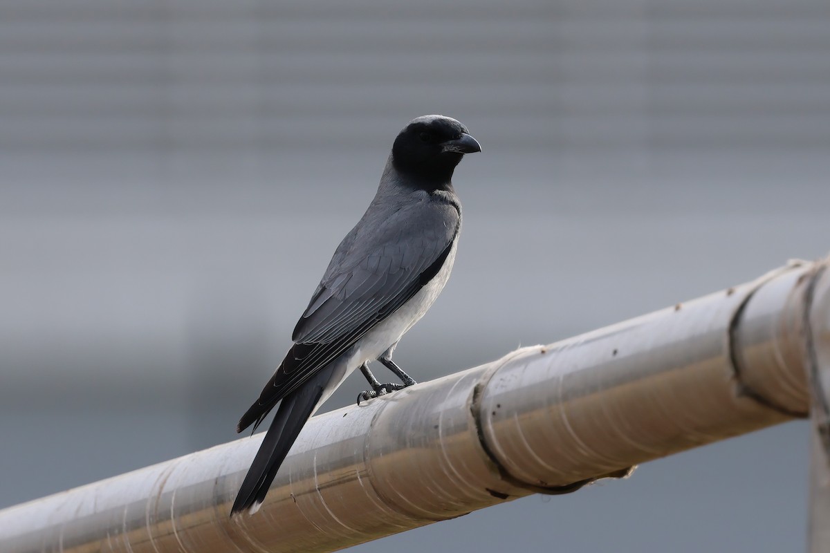 Black-faced Cuckooshrike - ML642297609