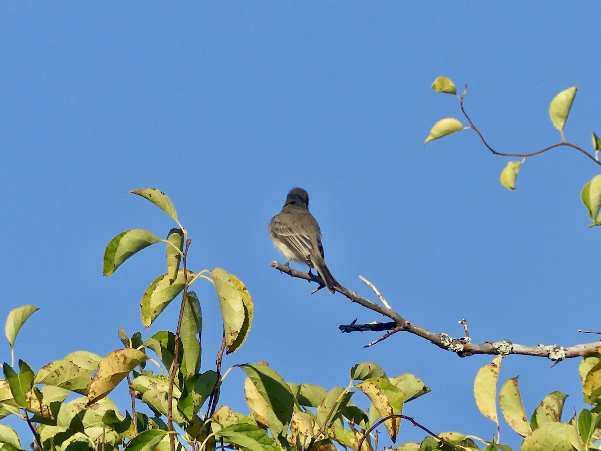 Eastern Phoebe - ML642297618