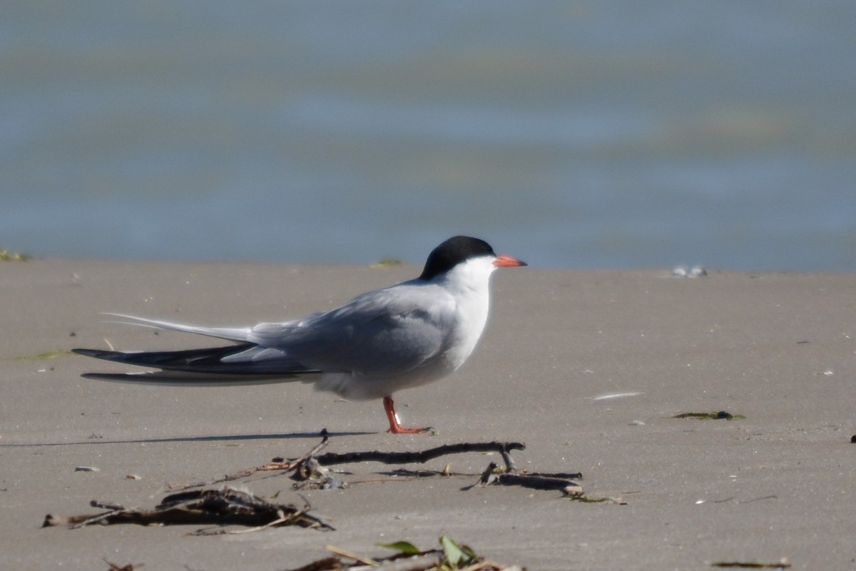 Common Tern - ML642297628