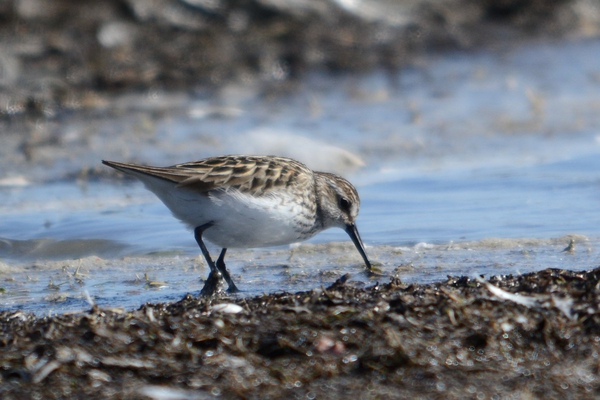 Semipalmated Sandpiper - ML642297632