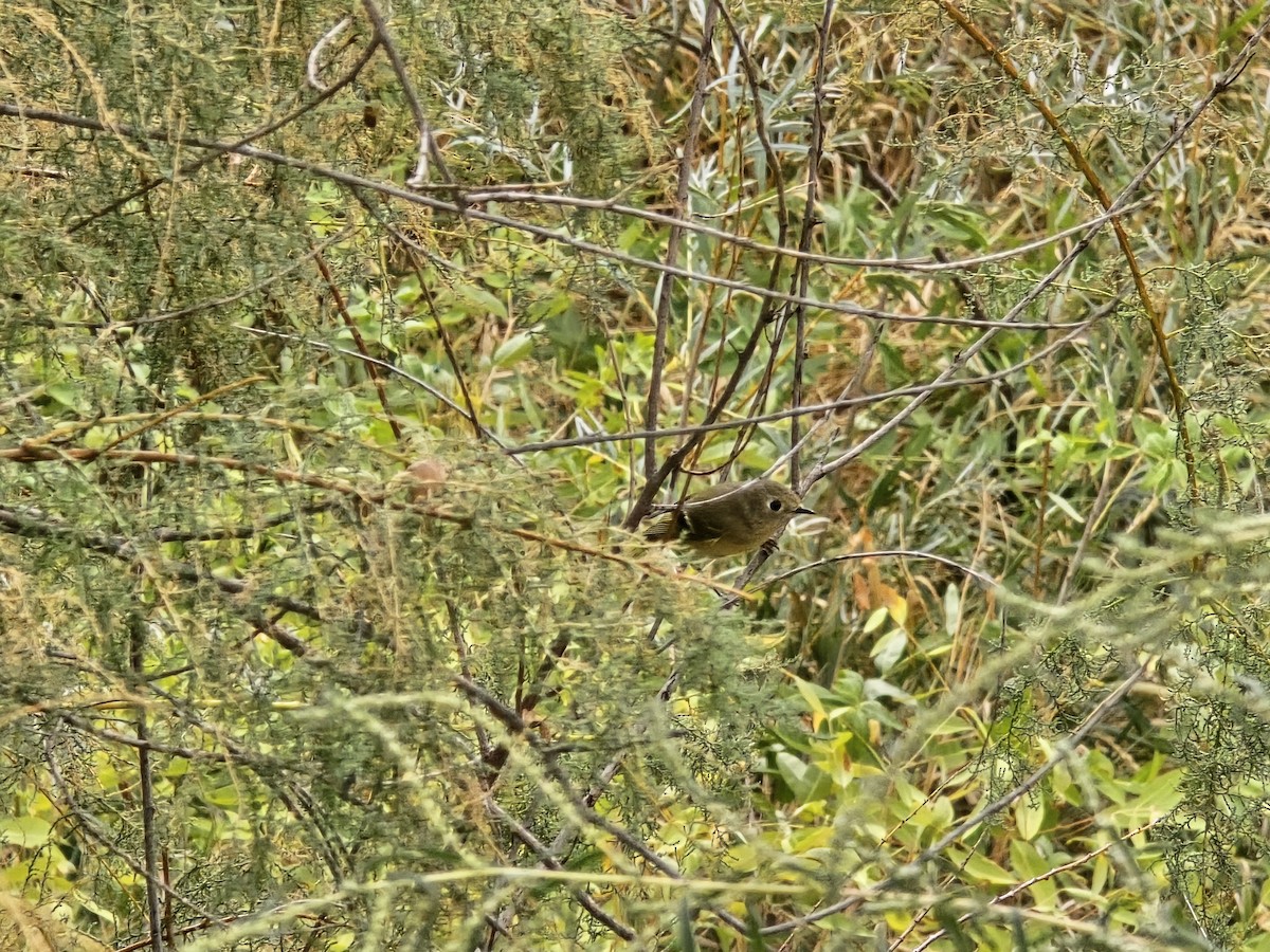 Roitelet à couronne rubis - ML642297636