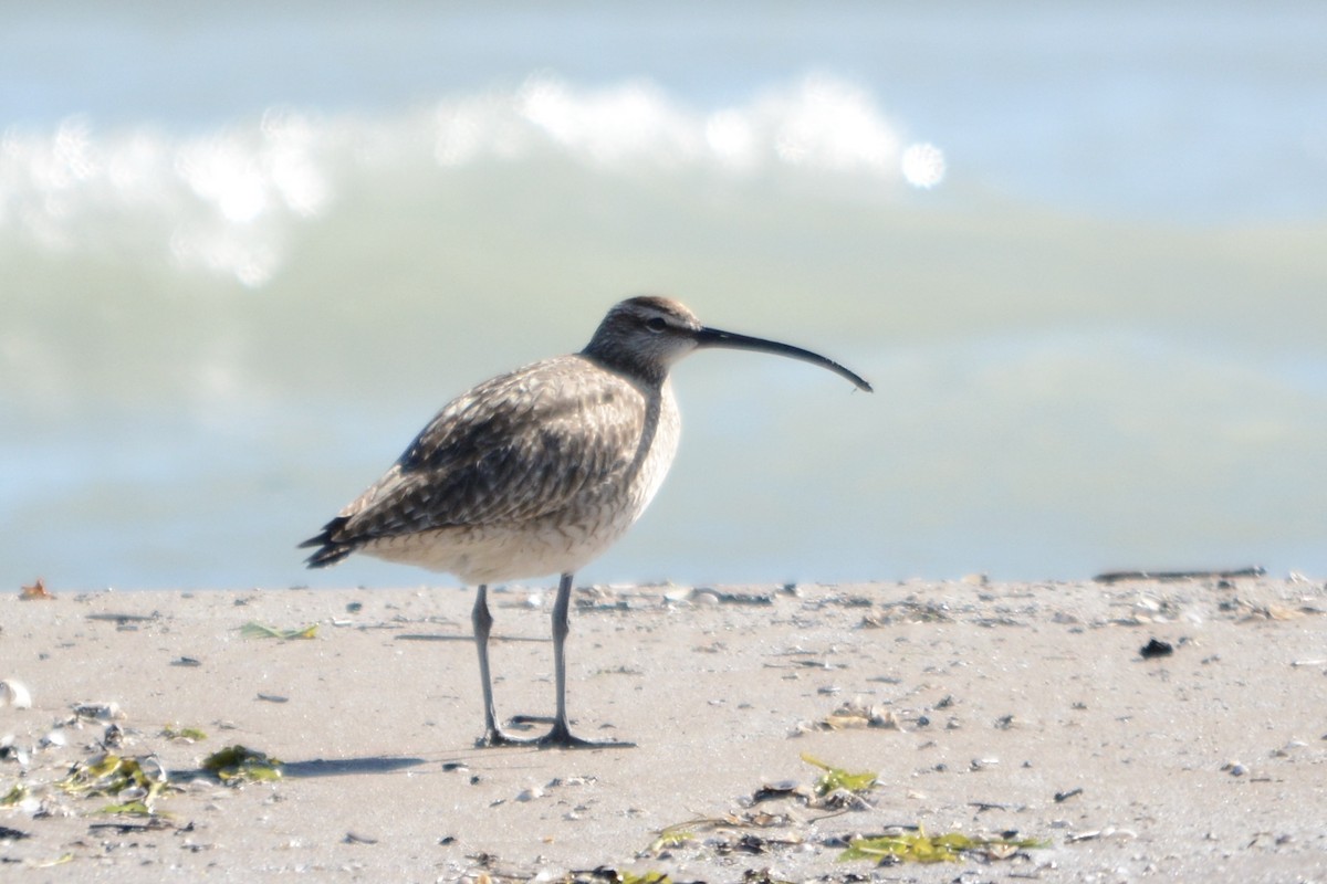 Whimbrel - ML642297642