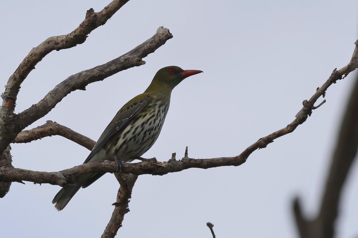 Olive-backed Oriole - ML642297643