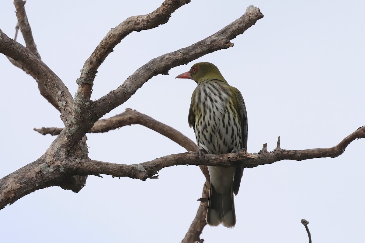 Olive-backed Oriole - ML642297644