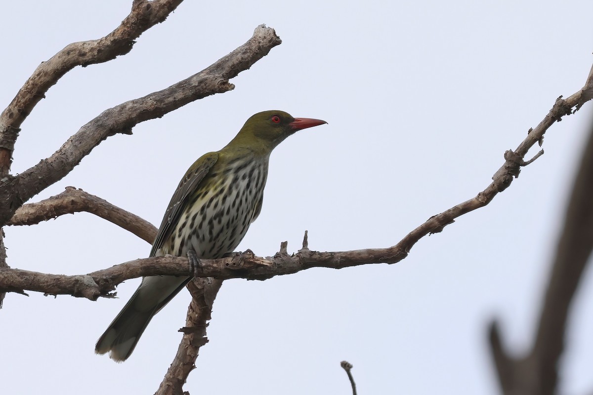 Olive-backed Oriole - ML642297645