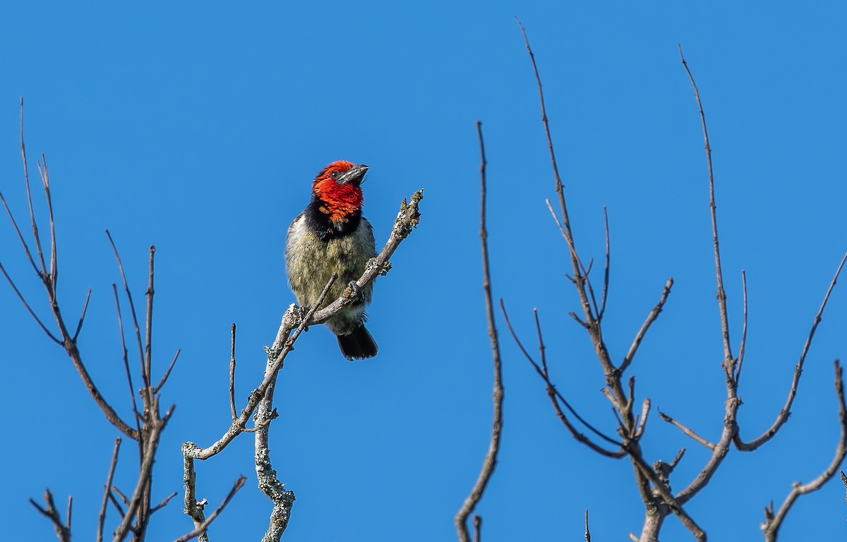 Black-collared Barbet - ML642297652