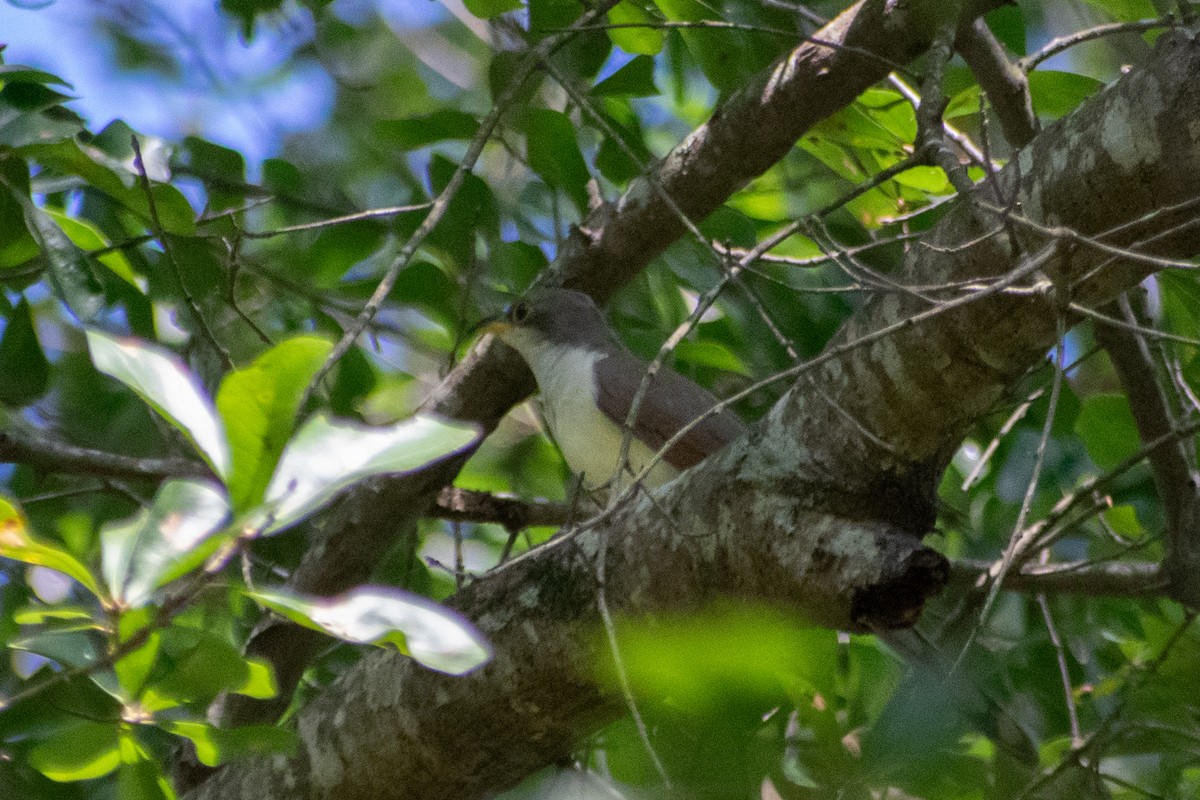 Yellow-billed Cuckoo - ML642297659