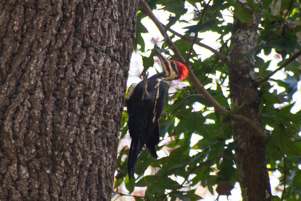 Pileated Woodpecker - ML642297662