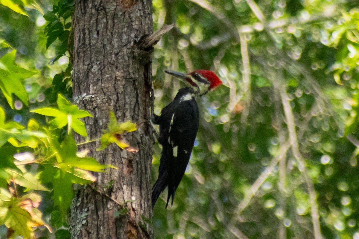 Pileated Woodpecker - ML642297663