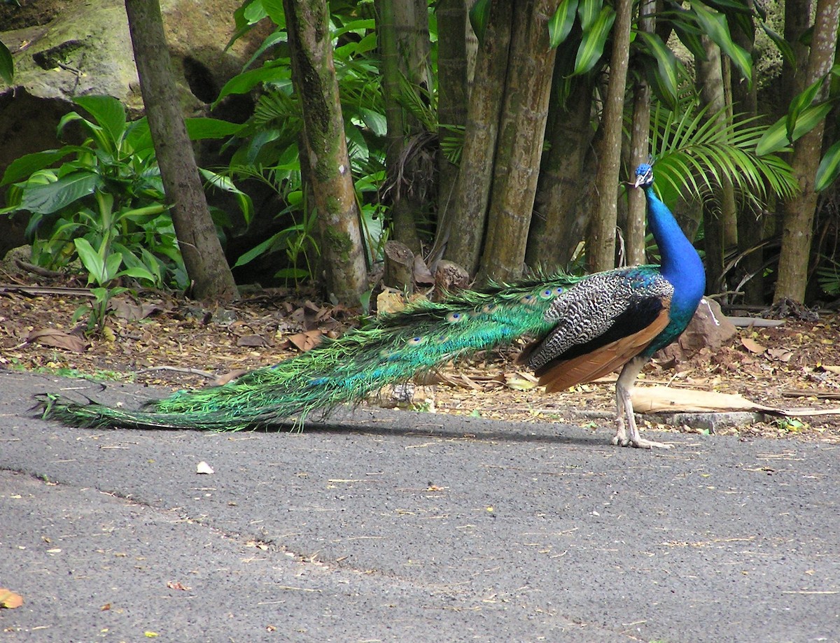 Indian Peafowl - ML642297665