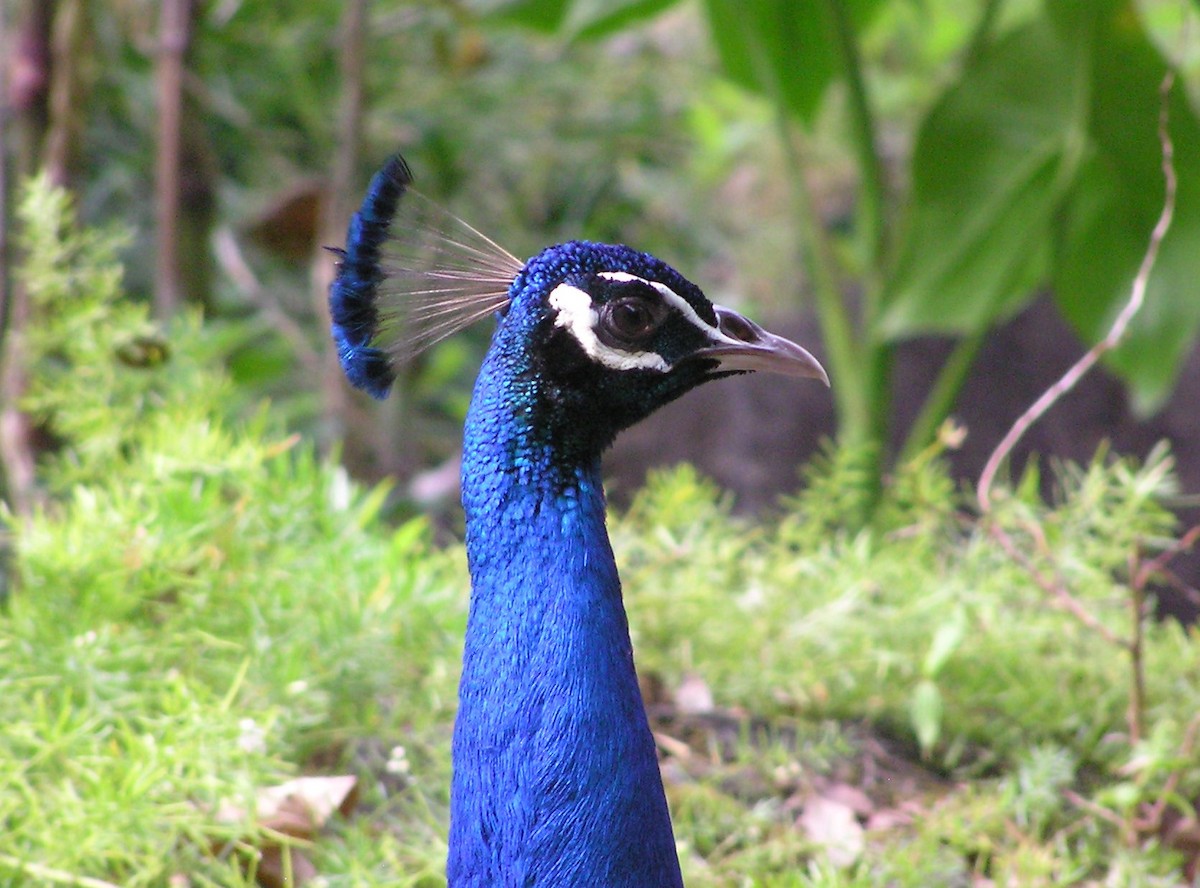 Indian Peafowl - ML642297667