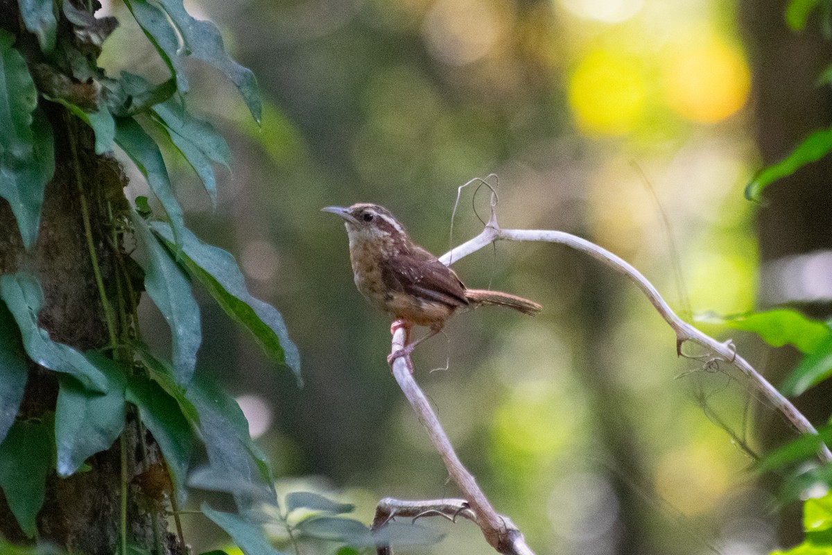 Carolina Wren - ML642297671