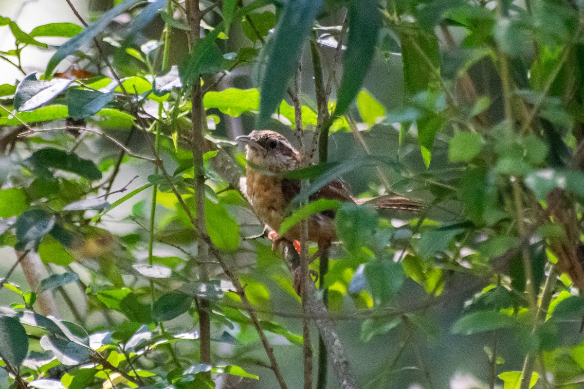 Carolina Wren - ML642297672