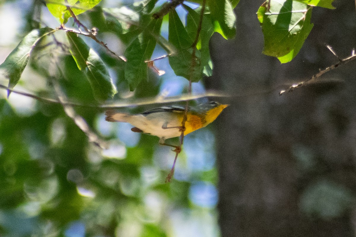 Northern Parula - ML642297678