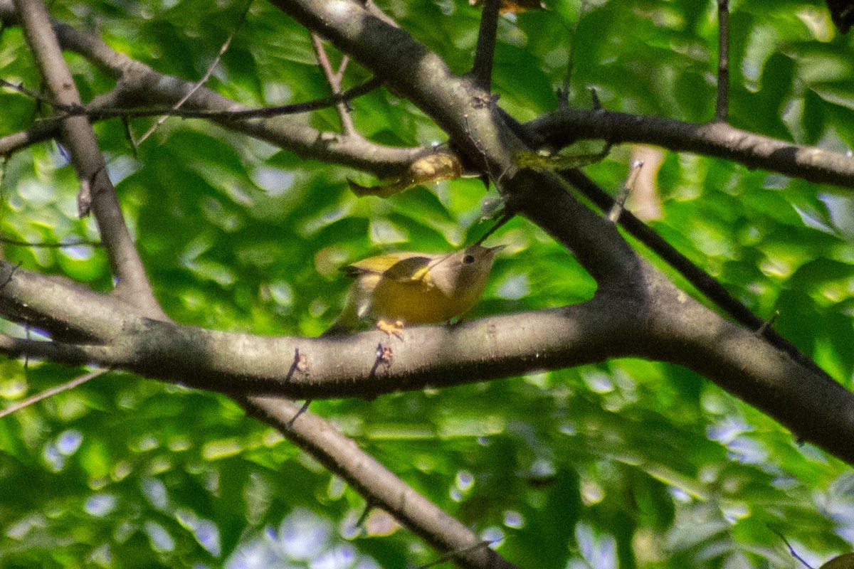 Nashville Warbler - ML642297685
