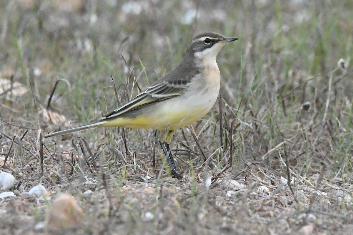 Өрнийн шар цэгцгий - ML642297689