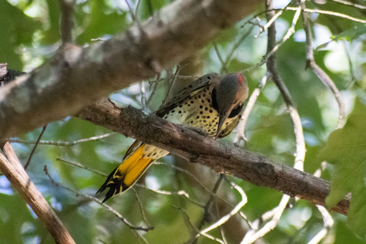 Northern Flicker - ML642297700